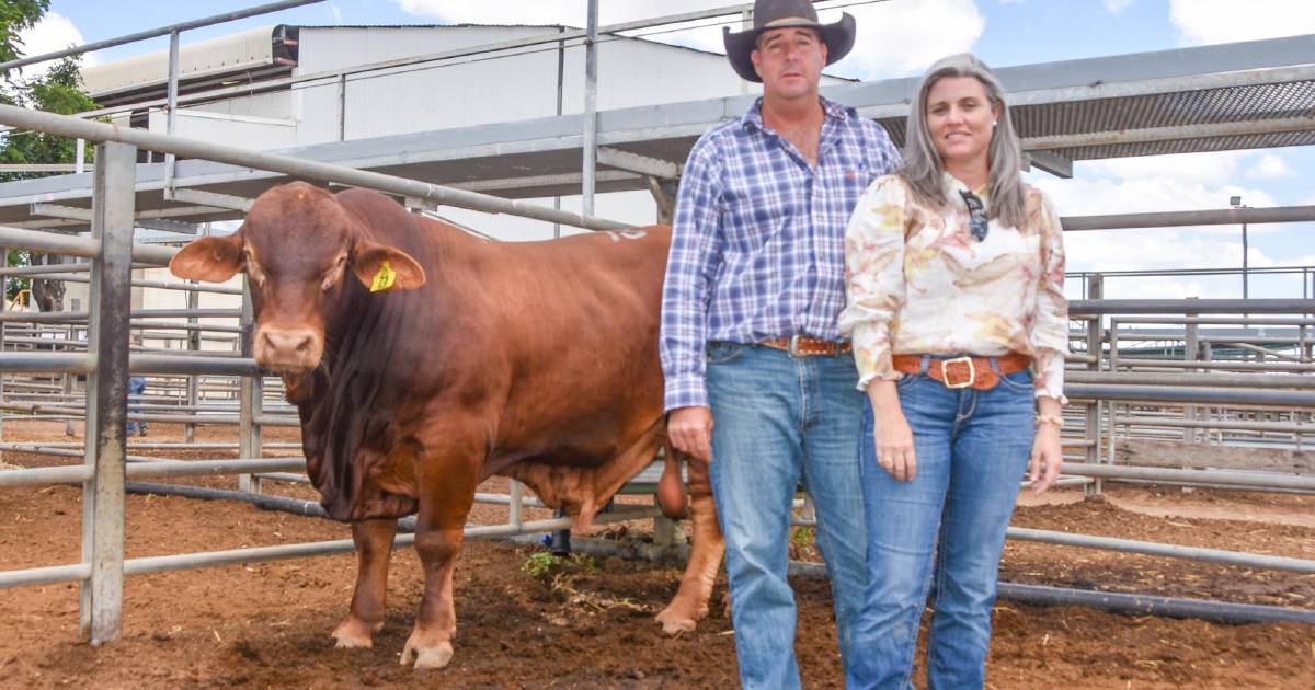 MAGS achieves new sale-record top in Charters Towers