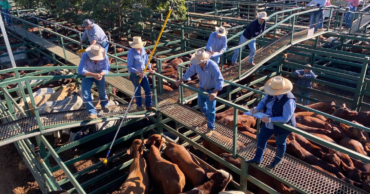 Weaner steers reach 688c, average 592c at Blackall | Queensland Country Life