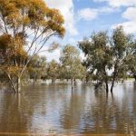 Man walks from wreckage after ute towing horse float flips