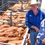 Booragul Angus Opportunity sale top of $18,000, with 13 bulls averaging $10,692 | The Land