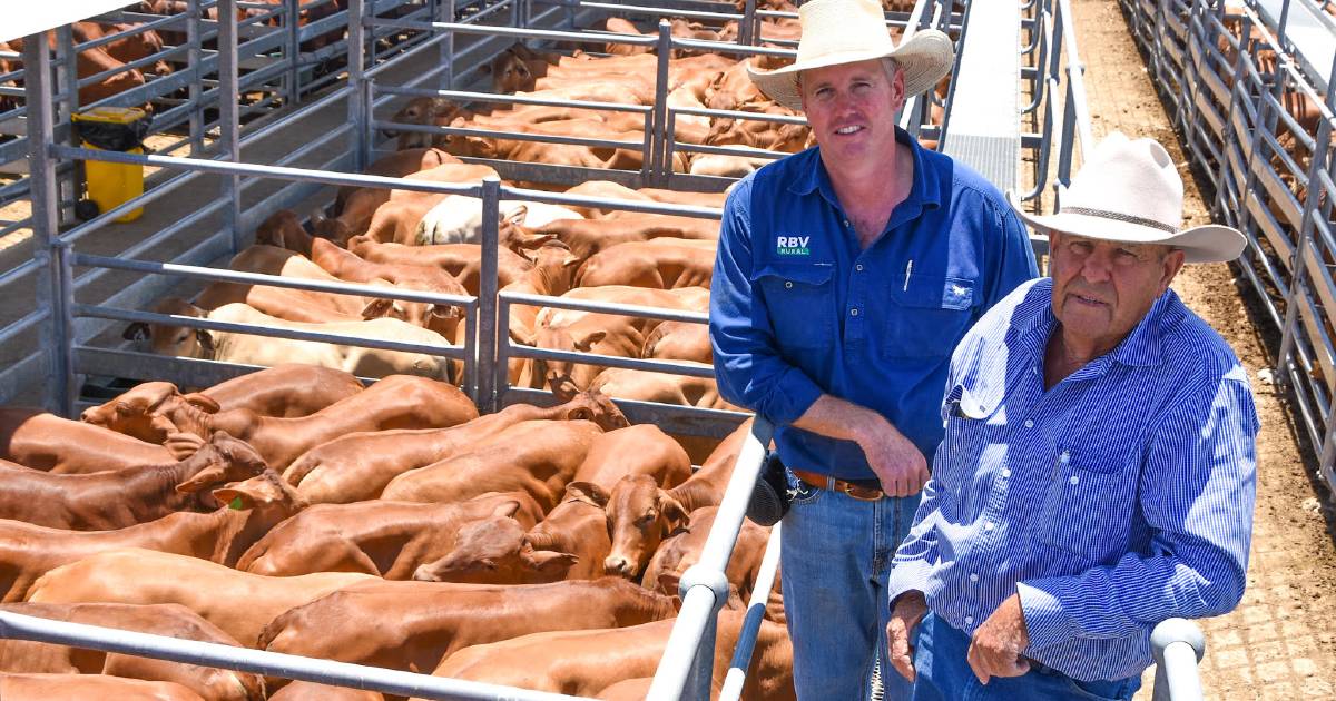 Demand still high for restocker cattle, prime cattle easing at Emerald