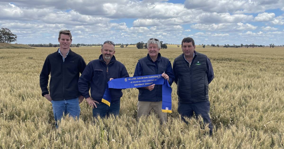 Wheat judging underway in western region