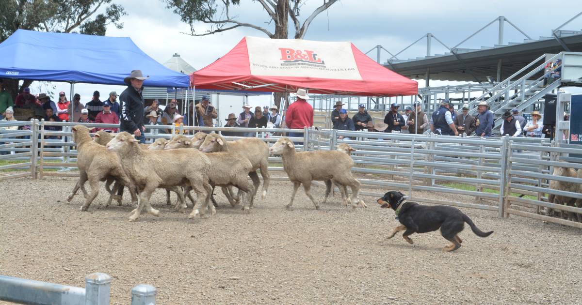 Full steam ahead for working dog challenge trial and sale