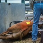 Increased yarding at Dubbo store sale