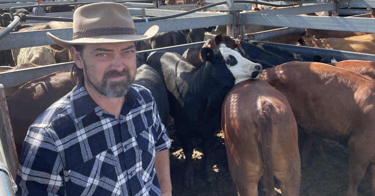 Softer trends for average cattle at Grafton, firm prices for better bred