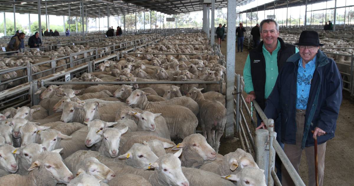 Ewes sell to $216 at big Katanning sale | Farm Weekly