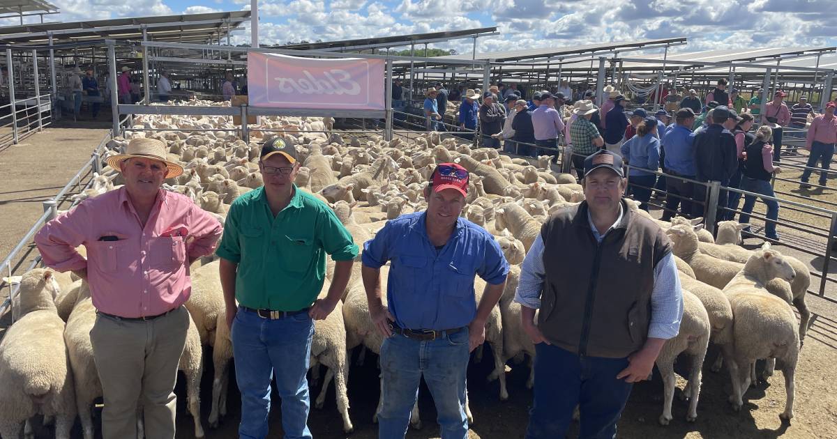 First-cross ewes at Yass sold to $354, lambs $235 | The Land