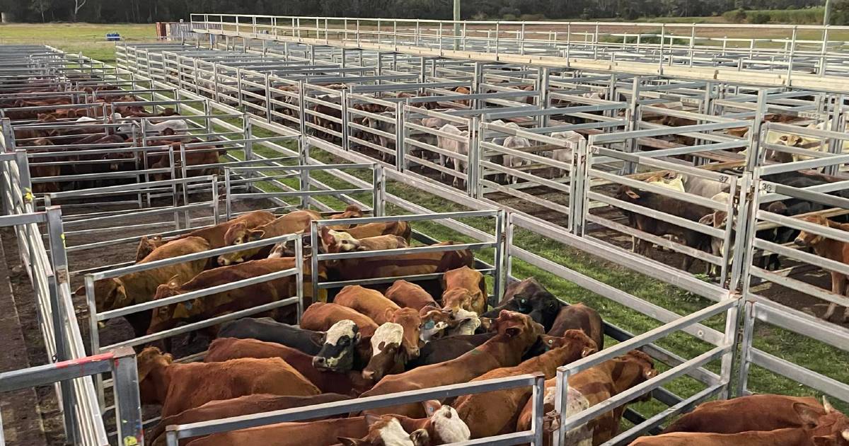 Heifers sell from $370 – $1810, average $1209 at Sarina | North Queensland Register