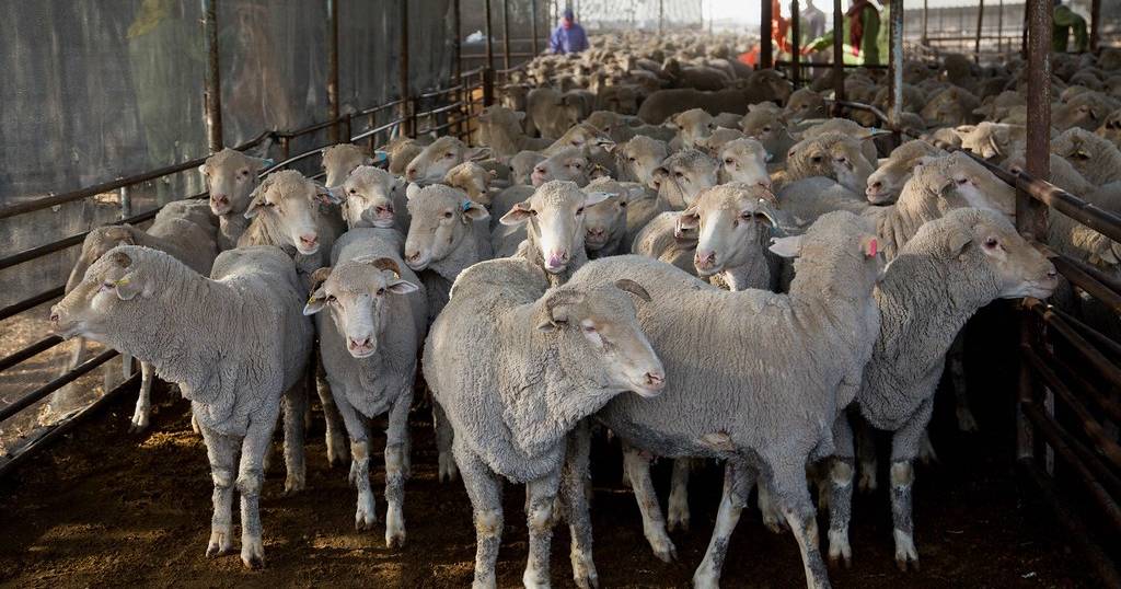 Ongoing sheep trade high on live exporters' agenda