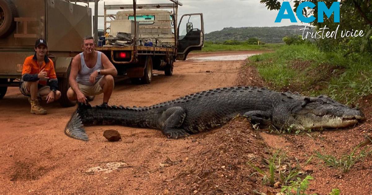 Tradies film massive crocodile nibbling tyre, holding up traffic