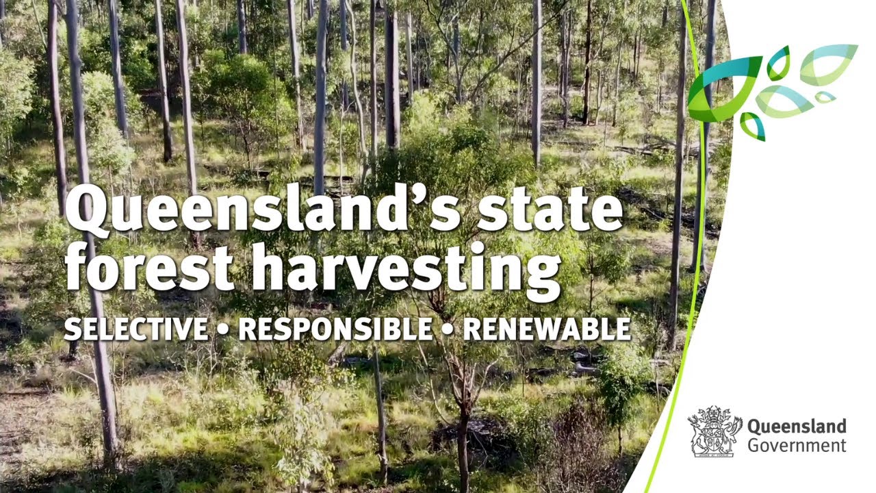 Queensland’s state forest harvesting: selective, responsible, renewable