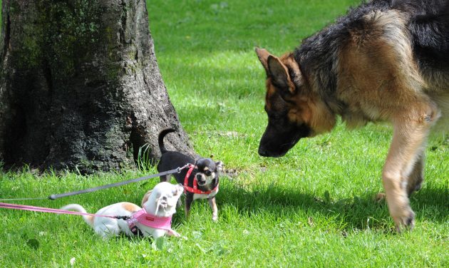 How to deal with a dog who loses its cool when another dog comes near