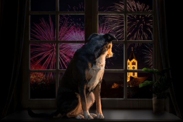 How to keep your dog calm when fireworks go off