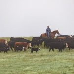 USDA updates National Bovine Brucellosis Surveillance Plan