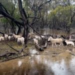 Over grown and waterlogged at Boorowa| Photos