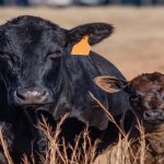 4 Treatment tips for Bovine respiratory disease