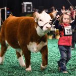 Tully teacher rewarded for decades of dedication to school cattle stud