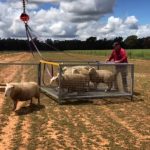 Heifers 280-350kg top at 556c, average 422c at Emerald | Queensland Country Life