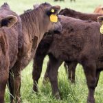 Genetics drive conversation for profitability of commercial cattlemen