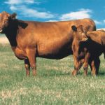 Calving schools planned | Beef Magazine