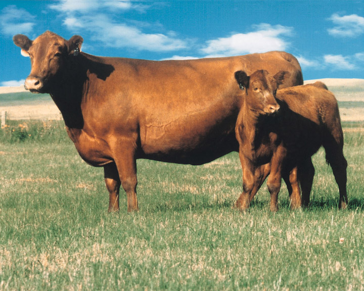 Genetics drive conversation for profitability of commercial cattlemen