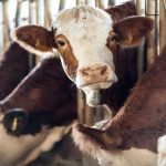 4 Treatment tips for Bovine respiratory disease