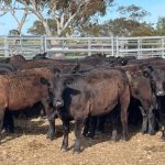 Charbray steers hit $2100 at Beaudesert | Queensland Country Life