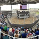 Peter Hall elected AgForce Cattle president | Queensland Country Life