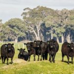 Selecting for immune-competent cattle could deliver economic advantage for beef industry