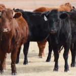 What does the future of the U.S. beef supply hold?