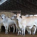 Cattle Producers Australia withdraws legal challenge