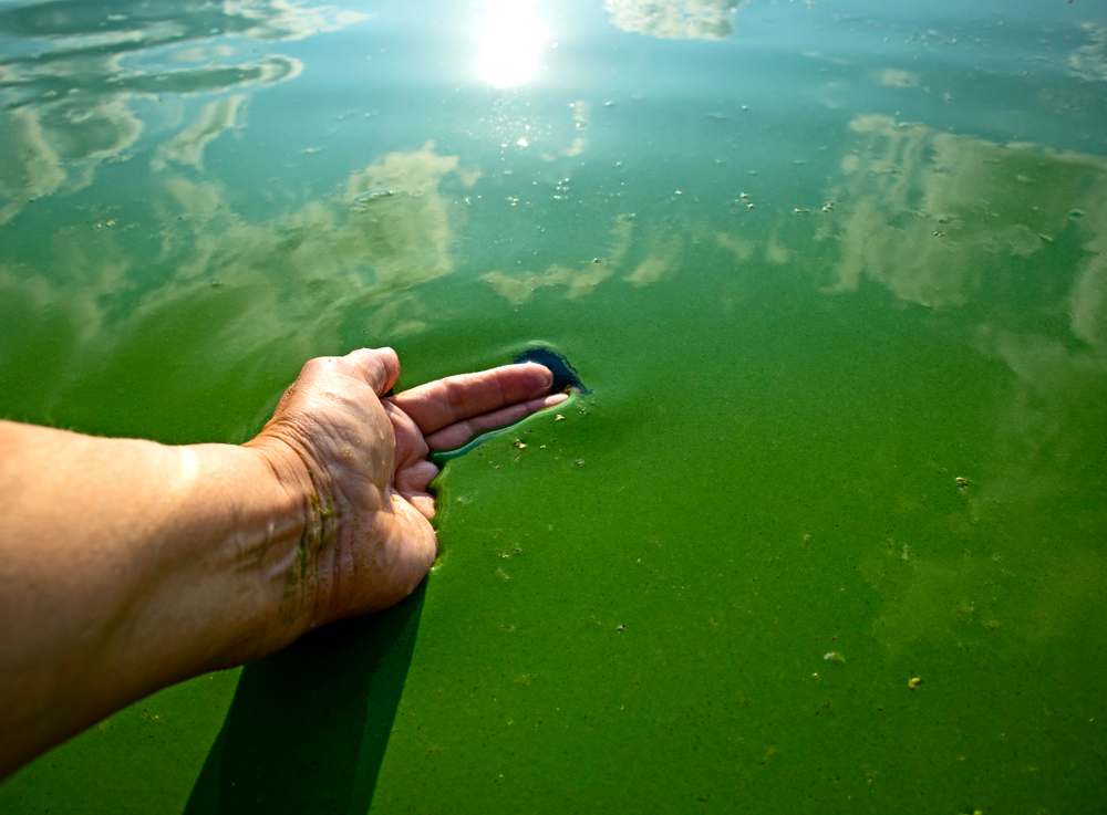 Blue-green algae in farm water supplies