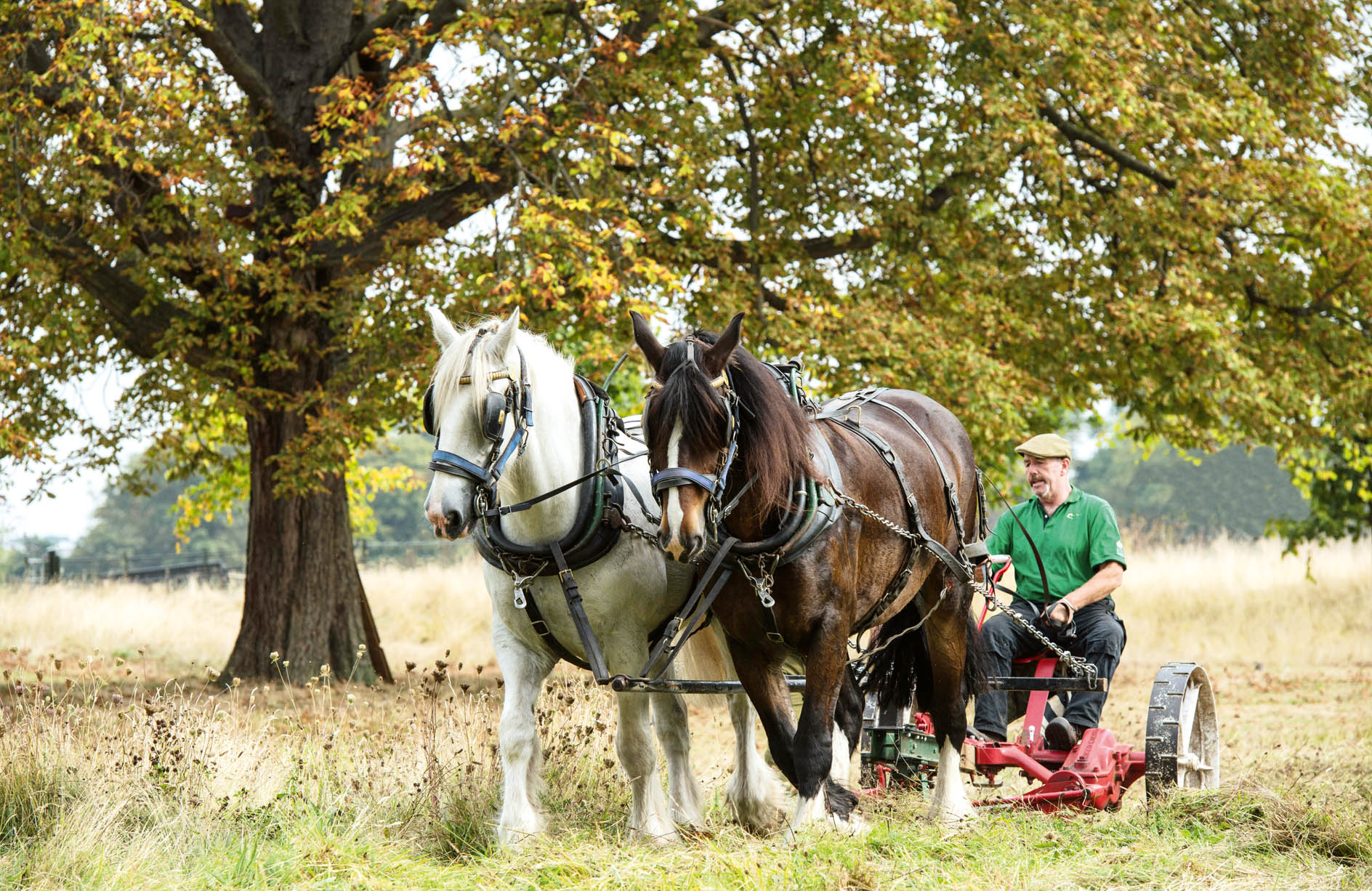 Shire horses: Bring in the heavyweights