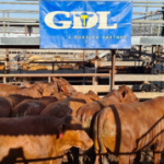 Weaner steers sell to $1970 at Monto