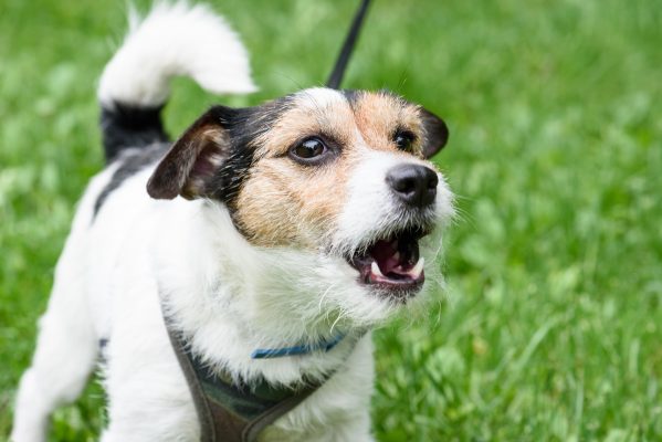 How to stop your dog barking at people when you’re out on a walk