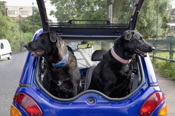 How to stop your dog jumping out of the back of the car, by top trainer Ben Randall