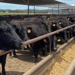 Kay’s Cuts: Where’s the US beef?