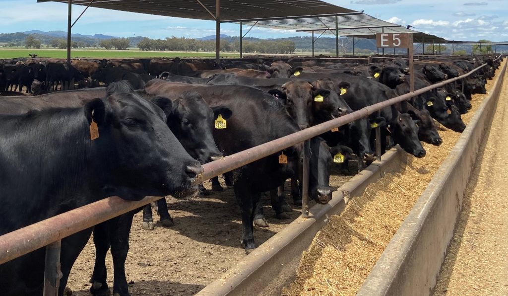 Cattle numbers on feed fall 11.6pc, as challenging trading conditions bite