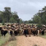 Casino Beef Week cattle results