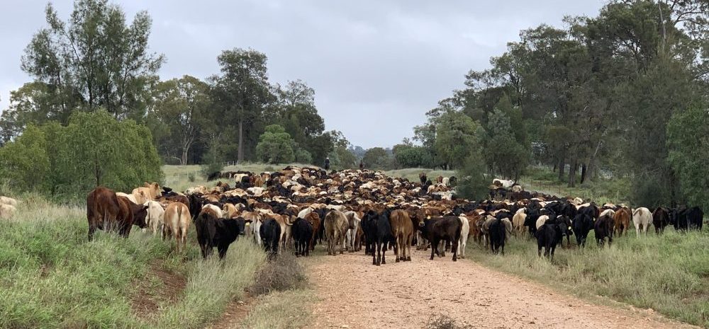 Packhorse Pastoral cattle holdings come to market, after tragic loss of principal