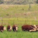 Rural Fire Service use goats to knock down vegetation at Curlewis, near Gunnedah, after Tamworth and Coolatai stints | The Land