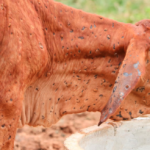 Weaner heifers average $224 higher at $1622/head | Queensland Country Life