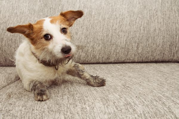 How to keep a dog off the soda