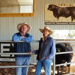 Softer trends for average cattle at Grafton, firm prices for better bred