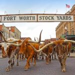 Roma cattle industry legend honoured with saleyard tribute | Queensland Country Life