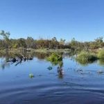 Milk tooth Charbray heifers sell for $1700 at Laidley | Queensland Country Life