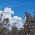 Flood stranded Barmah brumbies