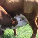 A Glance into Oklahoma’s beef calf market