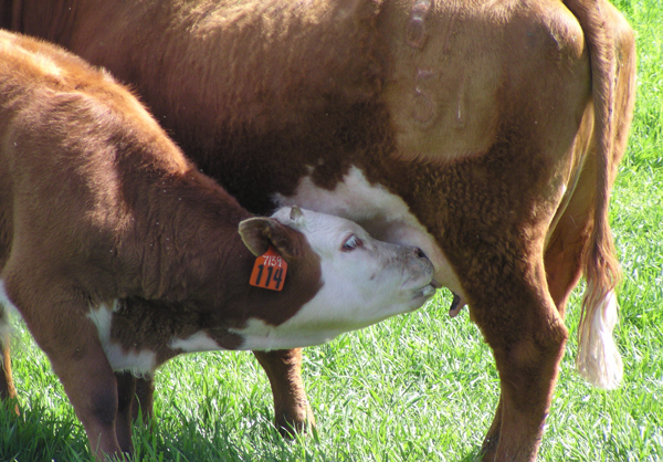 4 Treatment tips for Bovine respiratory disease