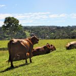 How floods will impact grain prices